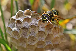 Klecanka pospolita (Polistes gallicus)