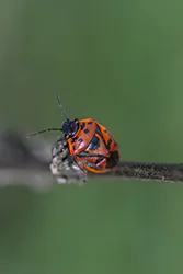Scarlet Shieldbug (Eurydema dominulus)