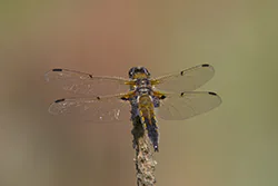 Ważka czteroplama (Libellula quadrimaculata)