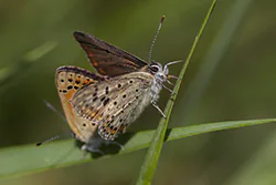 Czerwończyk uroczek (Lycaena tityrus)