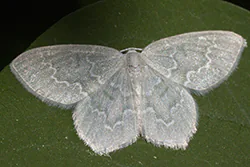 Common Emerald (Hemithea aestivaria)