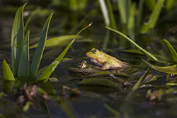 Żaba wodna (Rana esculenta)