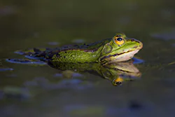 Żaba wodna (Rana esculenta)
