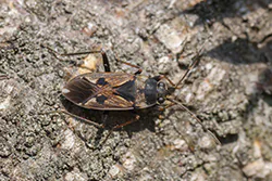Graptopeltus lynceus (Graptopeltus lynceus)