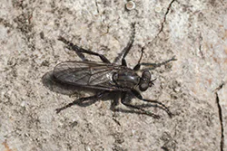 Killer Fly (Laphria marginata)
