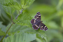 Rusałka kratkowiec (Araschnia levana)