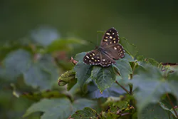 Speckled Wood (Pararge aegeria)