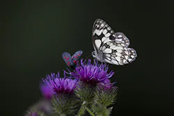 Polowiec szachownica (Melanargia galathea)