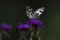 Polowiec szachownica (Melanargia galathea)