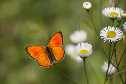 Czerwończyk dukacik (Lycaena virgaureae)