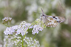 Polowiec szachownica (Melanargia galathea)