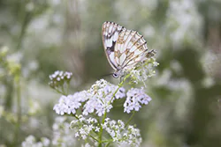 Polowiec szachownica (Melanargia galathea)