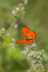 Czerwończyk dukacik (Lycaena virgaureae)