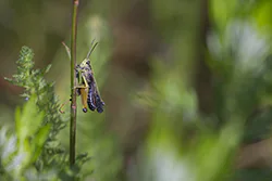 Skoczek zielony (Omocestus viridulus)