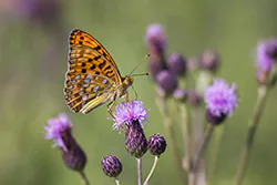 High brown fritillary (Argynnis adippe)