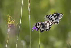 Polowiec szachownica (Melanargia galathea)