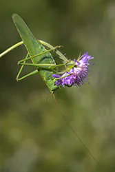 Pasikonik zielony (Tettigonia viridissima)