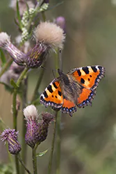 Rusałka pokrzywnik (Aglais urticae)