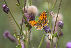 Czerwończyk dukacik (Lycaena virgaureae)