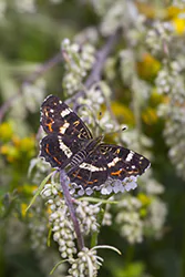Rusałka kratkowiec (Araschnia levana)
