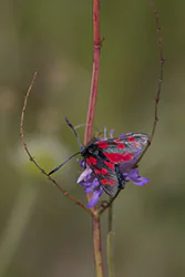 Six-spot Burnet (Zygaena filipendulae)