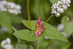 Sudamek macierzak (Lythria purpurata)