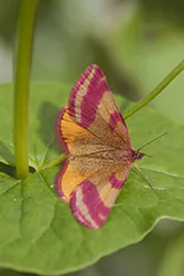 Sudamek macierzak (Lythria purpurata)