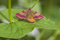 Sudamek macierzak (Lythria purpurata)