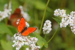 Czerwończyk dukacik (Lycaena virgaureae)