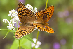 Dostojka malinowiec (Argynnis paphia)