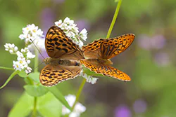 Dostojka malinowiec (Argynnis paphia)