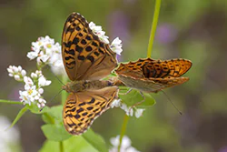 Dostojka malinowiec (Argynnis paphia)