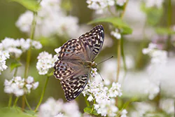 Dostojka malinowiec (Argynnis paphia)