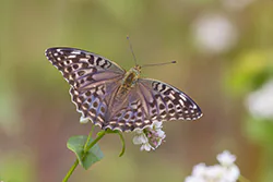 Dostojka malinowiec (Argynnis paphia)