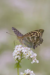 Dostojka malinowiec (Argynnis paphia)
