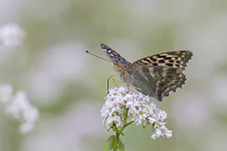 Dostojka malinowiec (Argynnis paphia)