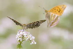 Dostojka malinowiec (Argynnis paphia)