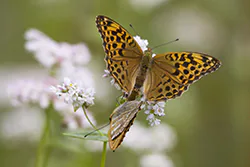 Dostojka malinowiec (Argynnis paphia)