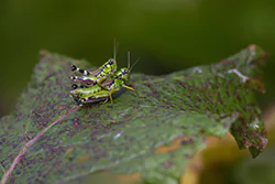 Mirka alpejska (Miramella alpina)