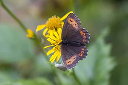 Arran Brown (Erebia ligea)