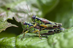 Mirka alpejska (Miramella alpina)