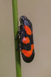  (Cercopis vulnerata)