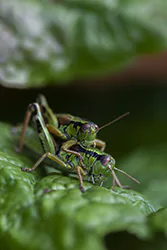 Mirka alpejska (Miramella alpina)