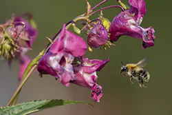 Bumblebee (Bombus sp)