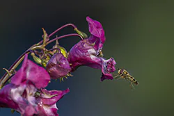 Bzyg (Eupeodes sp)
