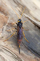 Trzpiennik olbrzym (Urocerus gigas)