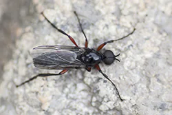 Leń (Bibio pomonae)
