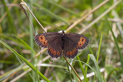 Arran Brown (Erebia ligea)