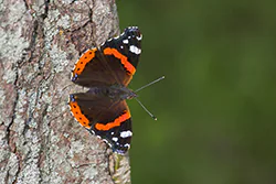 Rusałka admirał (Vanessa atalanta)