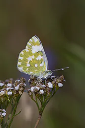 Eastern Bath White (Pontia edusa)